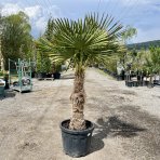 Palma konopná (Trachycarpus fortunei)  - výška kmeňa 80-90 cm, celková výška 160-180 cm (-17°C) 